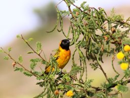 lesser_masked_weaver__20160818_2086902456