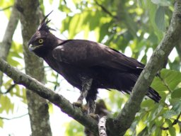 long-crested_eagle_20160824_1183560126