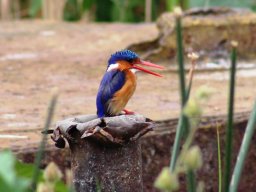 malachite_kingfisher_20160820_1344386238