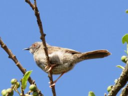 miombo_wren_warbler_20160818_1261524223