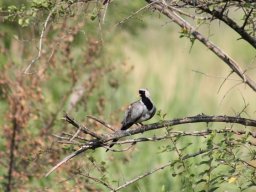 namaqua_dove_20160728_2088869750