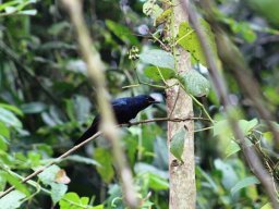 petits_cuckoo-shrike_1_20160728_1370144153