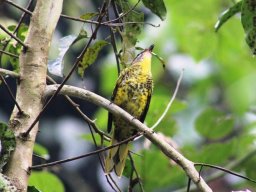 petits_cuckoo-shrike_female_1_20160728_1873819670