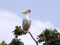 pink-backed_pelican_20160820_2064218935