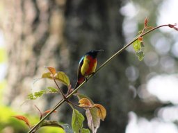 regal_sunbird_20160728_1524479469