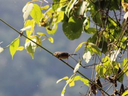 rwenzori_apalis_20160728_2082004284