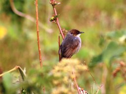 singing_cisticola_20160728_1063467994