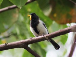 stripe-breasted_tit_1_20160728_2060031993