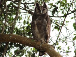 vereauxs_eagle-owl_20160820_1803611317