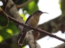 western_olive_sunbird_1_20160728_1580978325