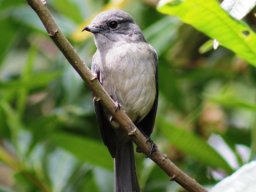 white-eyed_slaty_flycatcher_1_20160728_1445336747