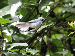 white-tailed_blue_flycatcher_1_20160728_1725555569