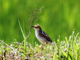 winding_cisticola_20160926_1349066913