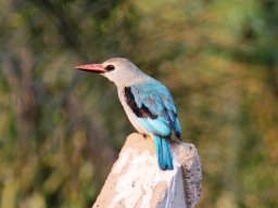 woodland_kingfisher_20160908_1935886183