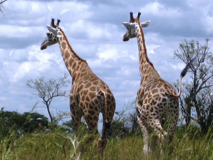 African Big Game Safaris