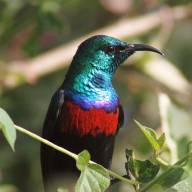 Birding in Uganda