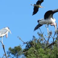 Uganda Birding Tour