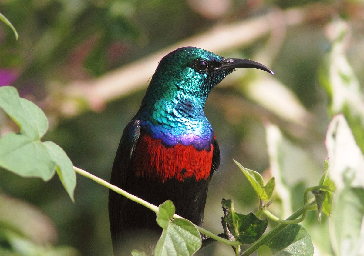 Birding in Uganda