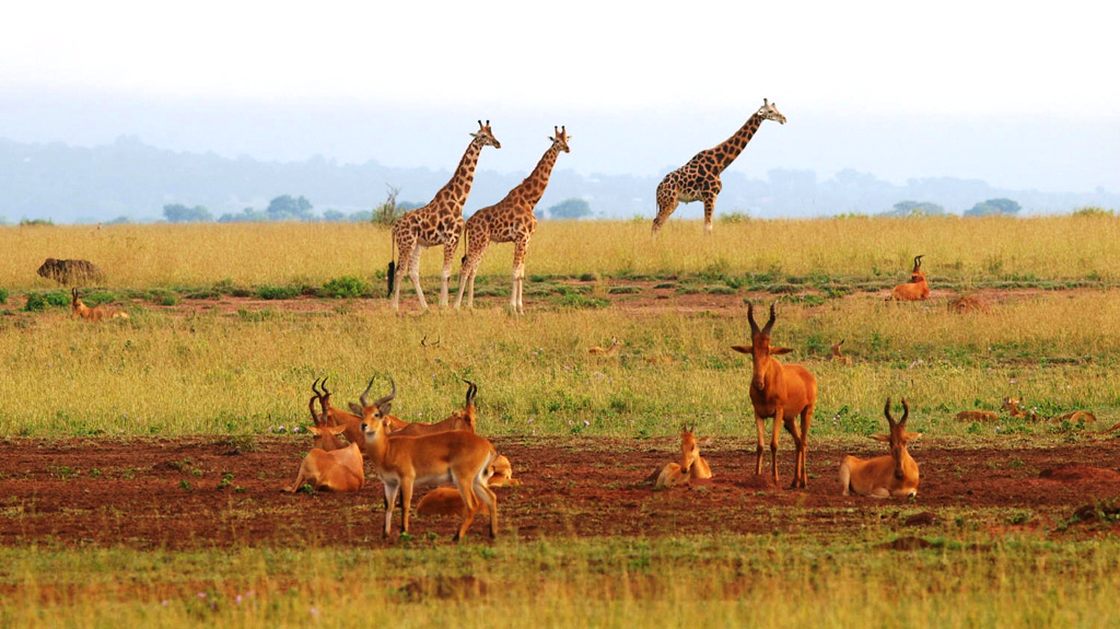 Murchison falls national park