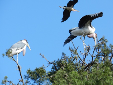 Uganda Eco Tours - Uganda Birding Tour