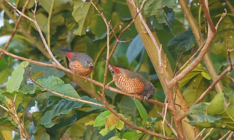 Brown twinspots in budongo area